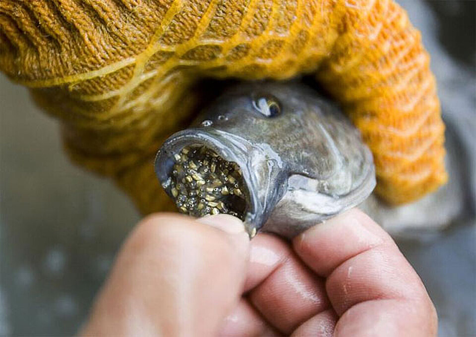 Después de leer esto, nunca querrás volver a comer tilapia