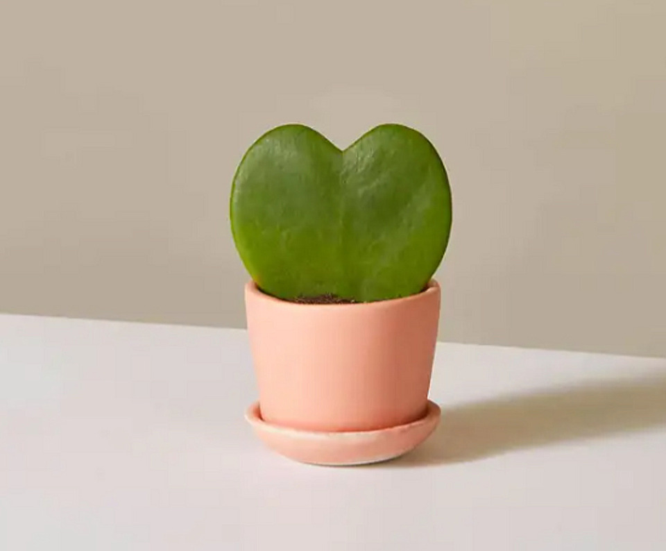 Christmas Gifts for employees under $50